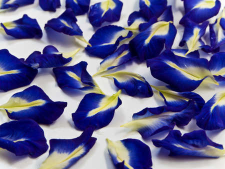 Blue color petal of Butterfly Pea flowerの写真素材