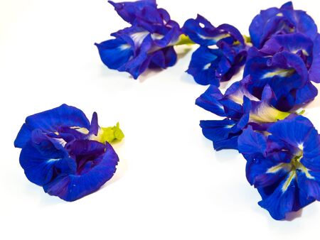Blue color petal of Butterfly Pea flowerの写真素材