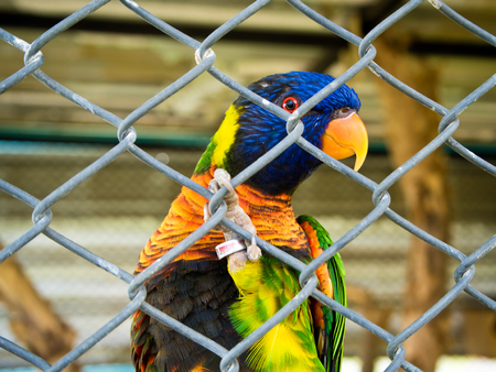 The Colorful Parrot trapped in a cage