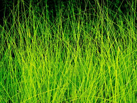Lighting on Grass blade in wind at nightの写真素材