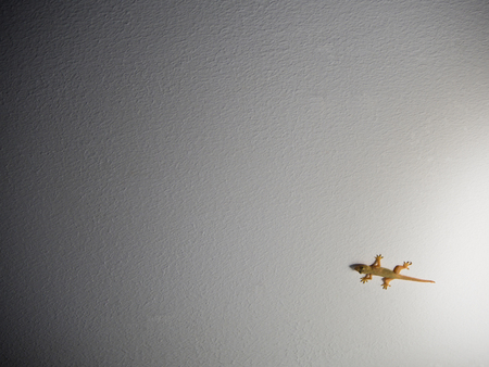 a Lizard in light on the white wallの写真素材