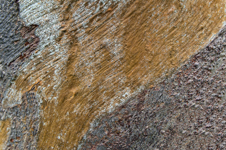 Texture surface of Eucalyptus tree trunk