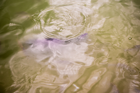 Surface movement of water by swimming fishの写真素材