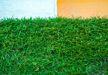 Green grass in the yellow / white color concrete border beside roadの写真素材