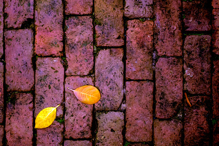 Yellow leaf fall on red brick floorの写真素材
