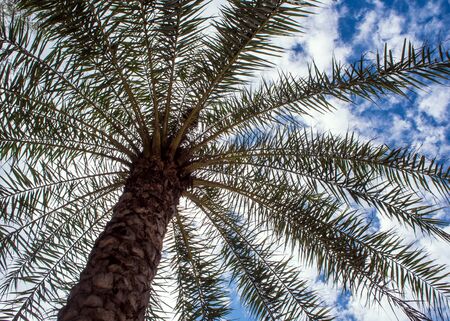 Under the palm tree / sunlight and blue skyの写真素材