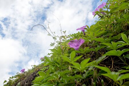 Purple flowers of Ivy plant and blue sky