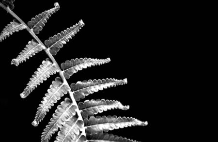 Silver color leaf of Fern on black backgroundの写真素材