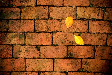 Yellow leaf fall on red brick floorの写真素材