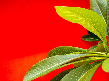 Ornamental plants on Concrete wallの写真素材