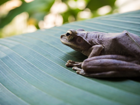 Tree Frog on the big green leaf