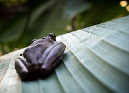 Tree Frog on the big green leaf
