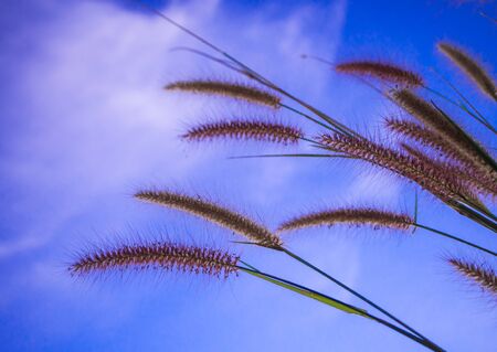 Flower of Mission grass and the blue skyの写真素材