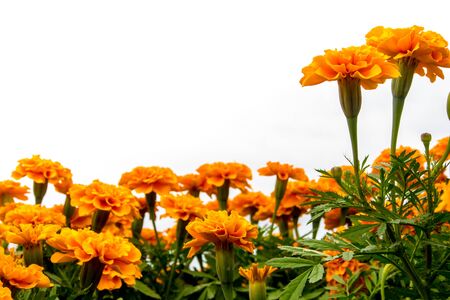 The marigolds field, vivid orange color flowerの写真素材