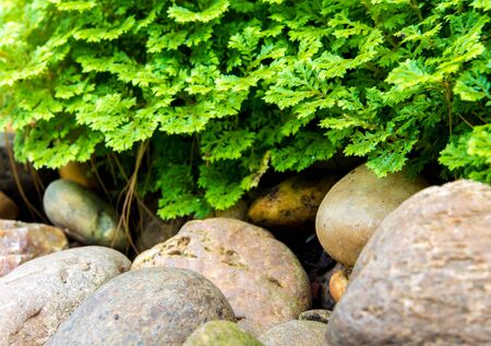 Freshness green and small leaf of Selaginella involvens fern on river rockの写真素材