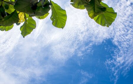 View up to the sky under the teak treeの写真素材