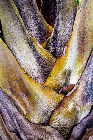 The trunk and bract leaves of palm treeの写真素材