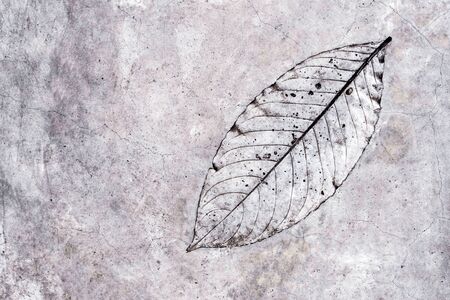 Leaf texture in concrete floor surfaceの写真素材