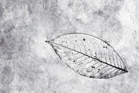Leaf texture in concrete floor surfaceの写真素材