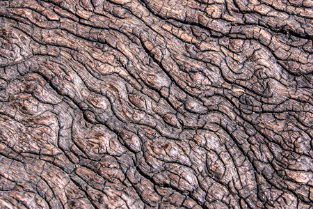 Close up to old stump Texture of wood