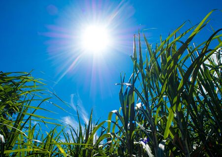 Sunlight and blue sky over the Sugarcane farmの写真素材