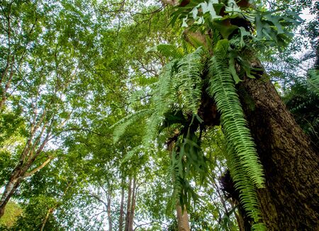 View up to the top the treeの写真素材