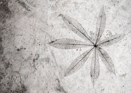 Leaf texture in concrete floor surfaceの写真素材