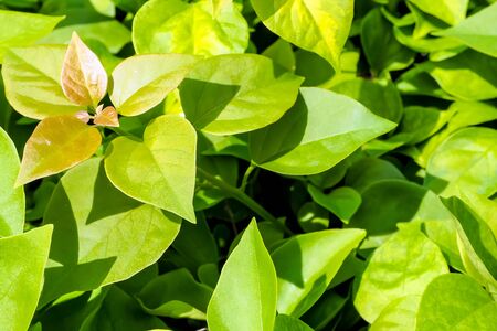 Leaves of plant as background and texture
