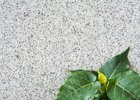Small Banyan tree Growing up from boundaries between floor and wall of the buildingの写真素材