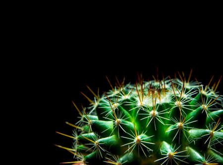 Vivid green of  Mammillaria Cactus isolated on black backgroundの写真素材