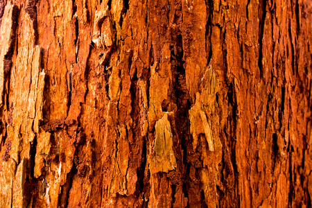 The trunk of the tree in vivid red color bark