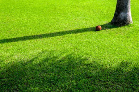 Shadow of tree on greenlawnの写真素材
