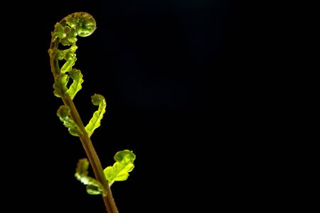 Freshness Green leaf of Fern on black backgroundの写真素材