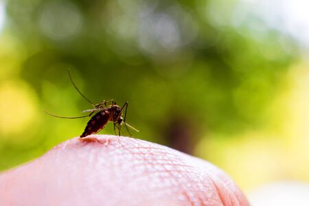 Mosquito bite the hand sucking human bloodの写真素材