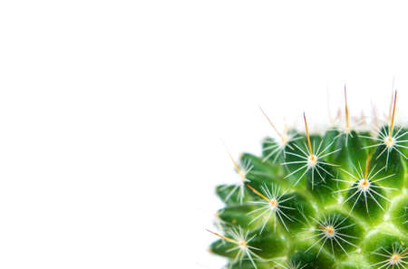 Cactus species Mammillaria isolated on white backgroundの写真素材