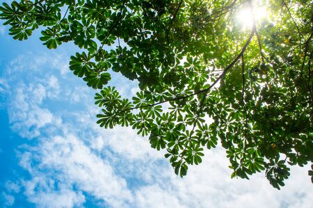 View up to the sky under the treeの写真素材