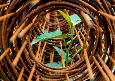 Top leaf of morning glory insert in roll of rusty steel wire meshの写真素材