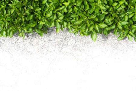 Fresh green small leaves beside the concrete floorの写真素材