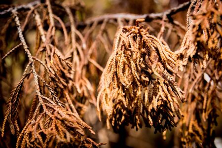 Brown color of dry leaves of dead pine treeの写真素材