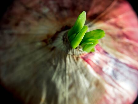 Freshness new bud leaves of red onion in black backgroundの写真素材