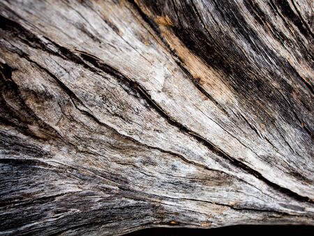 Detail of old stump surface , wood texture