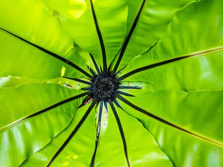 Bud leaves at center of Bird's nest fernの写真素材