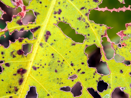 The bite worm holes on yellow leaf