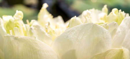 Detail of white lotus blossom flowerの写真素材