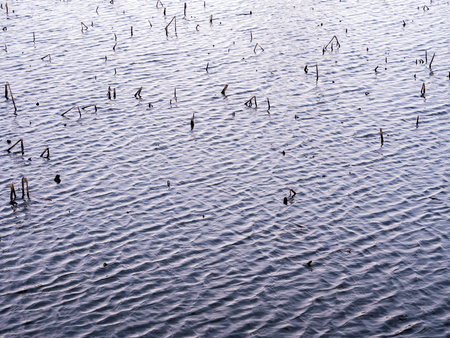 The ripple on surface of water and some grass stubbleの写真素材