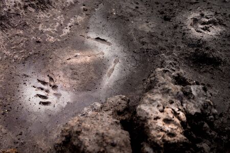 Wild animal footprint tread on soft soil groundの写真素材