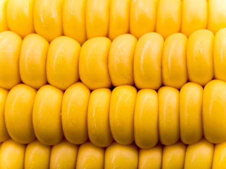 Texture of raw corn cob sweet maize