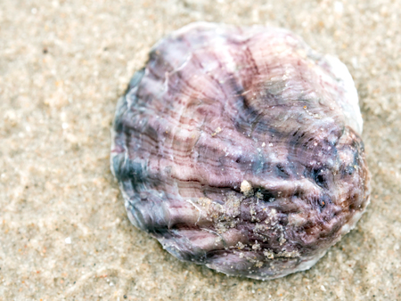 Remainder of coral and sea shell on sand beachの写真素材