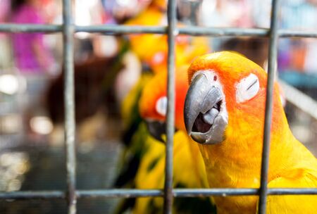 Yellow birds are trapped in a cageの写真素材