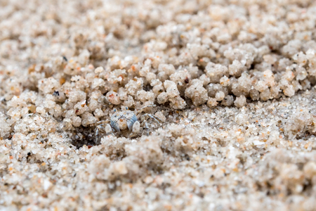 Small crab eating on sand, Close to their holes on the beachの写真素材